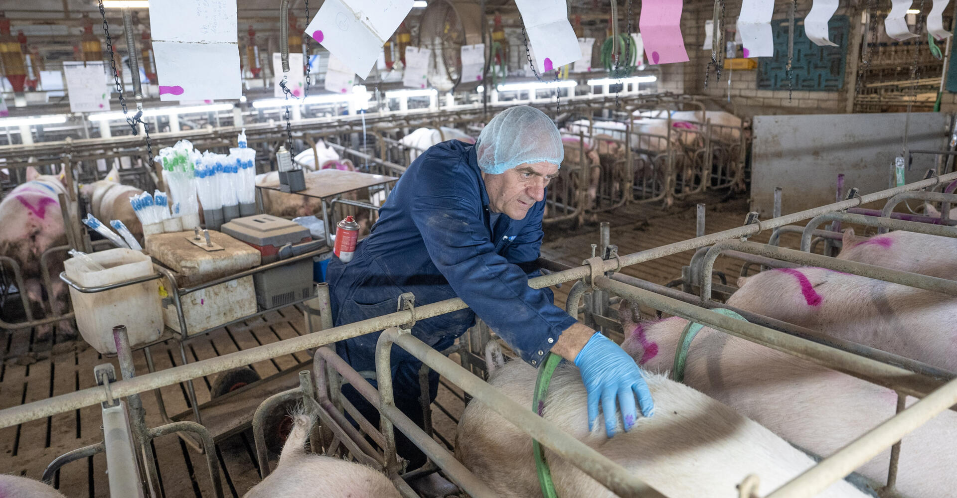 Insemineren van varkens
