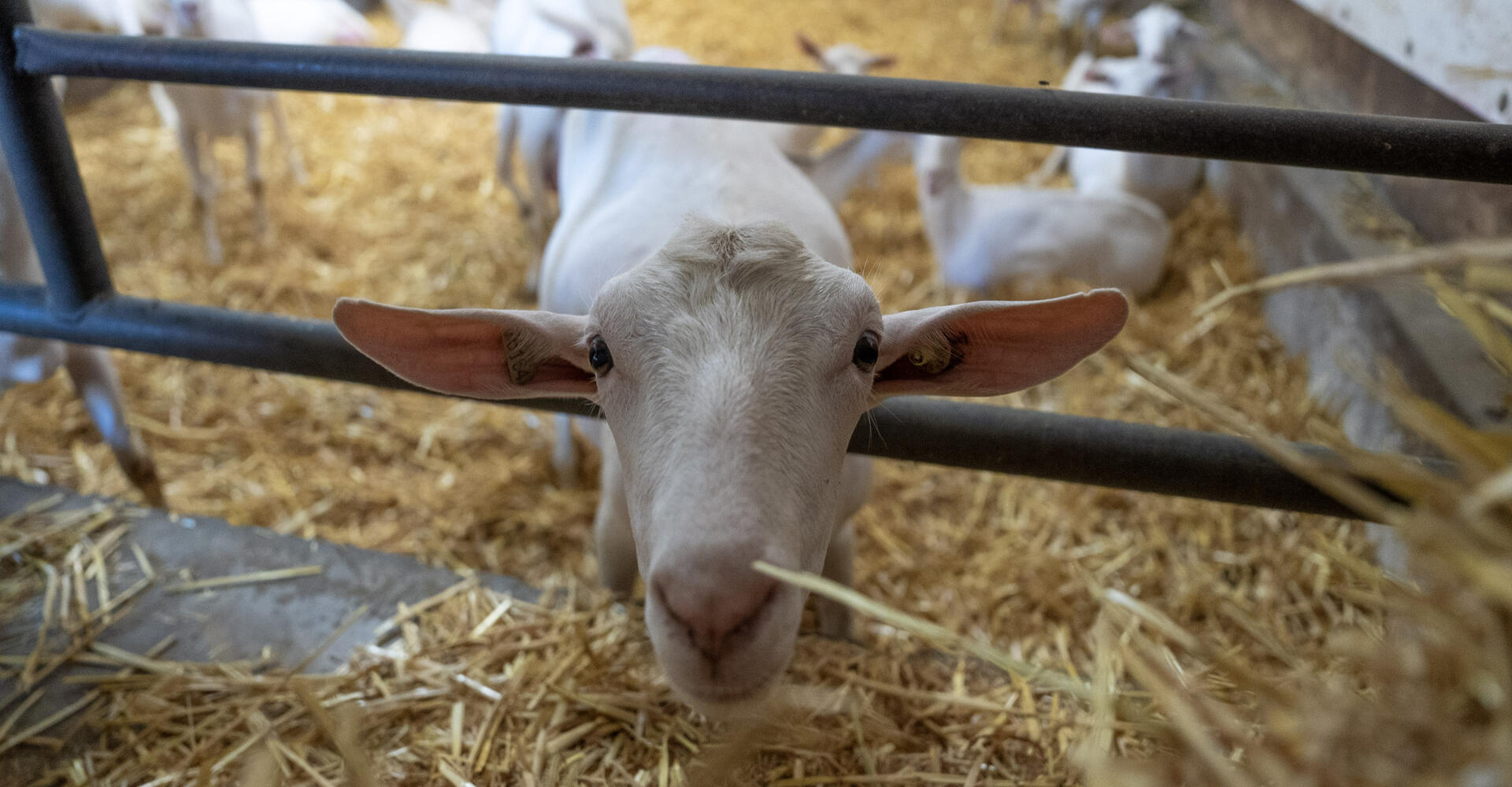 Insemineren van geiten