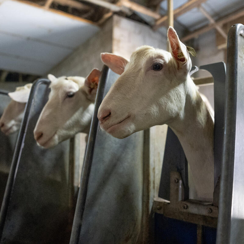Insemineren van varkens, geiten of schapen