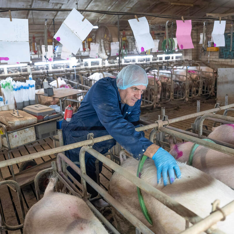 Insemineren van varkens, geiten of schapen