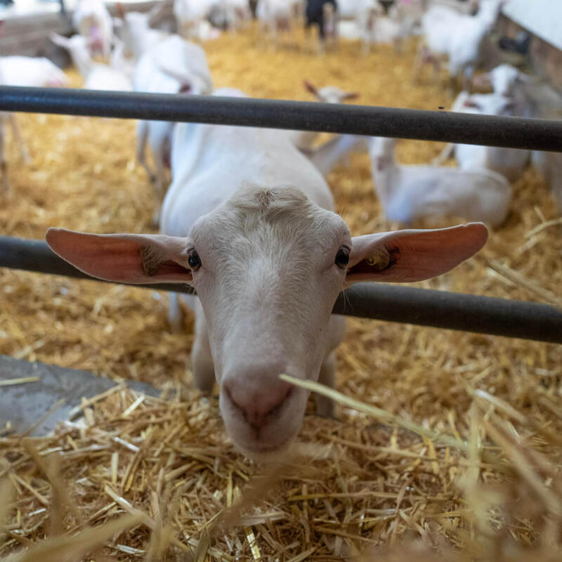 Insemineren van varkens, geiten of schapen