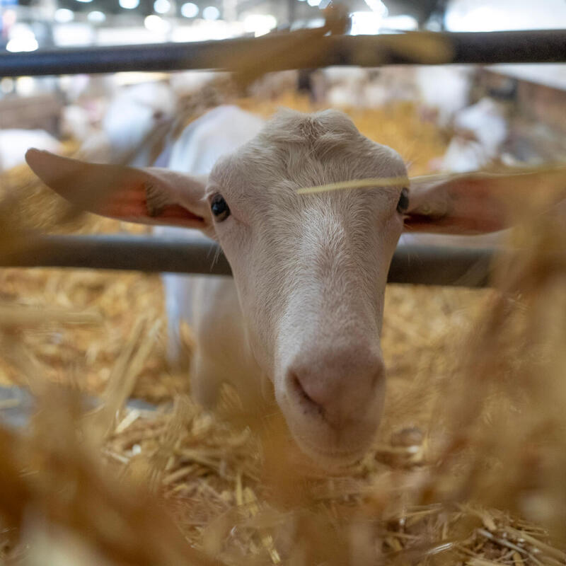 Scannen, insemineren en bedrijfs-KI