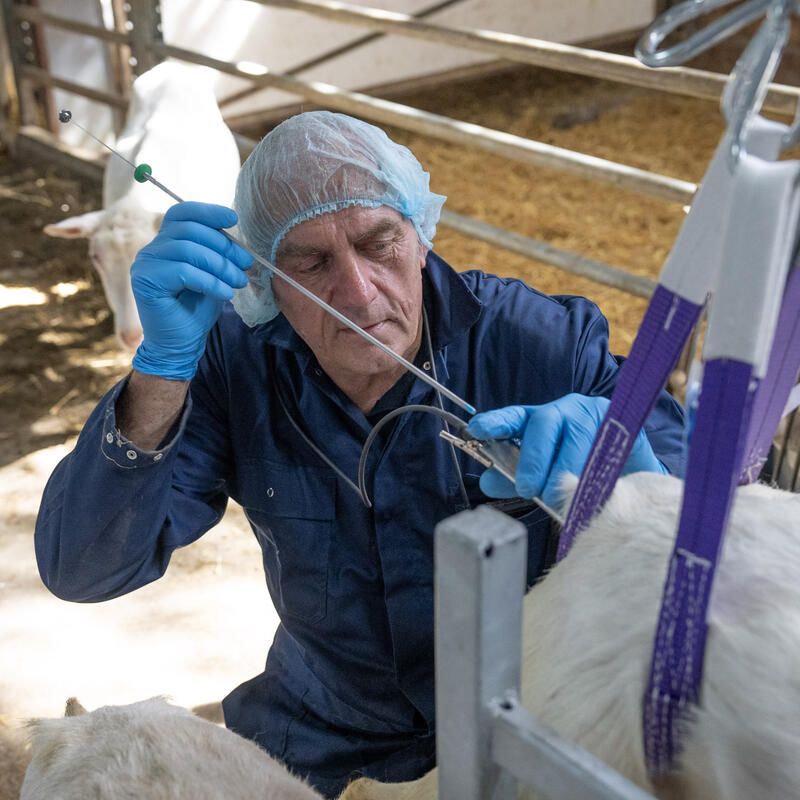 Insemineren van varkens, geiten of schapen