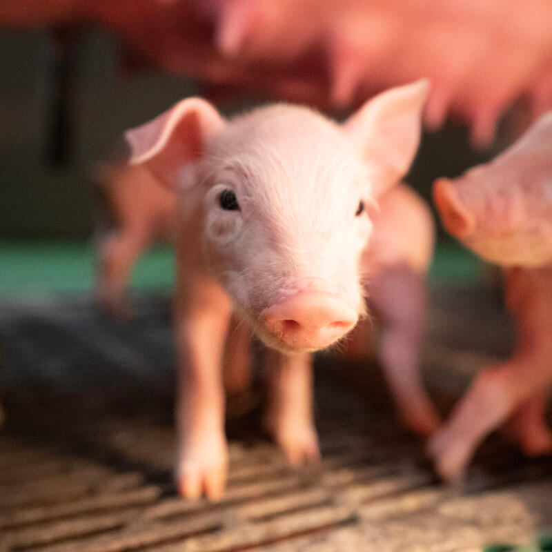 Scannen, insemineren en verkoop van KI-materiaal
