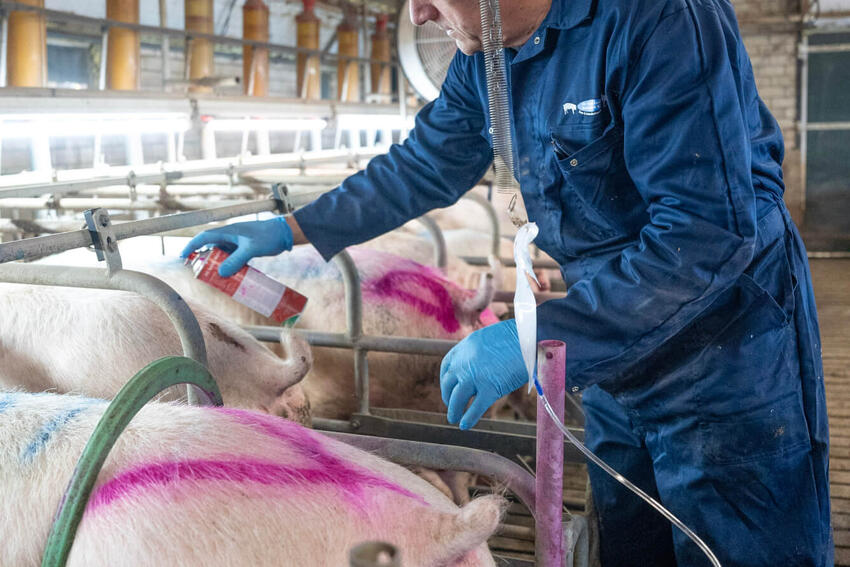 Insemineren van varkens, geiten of schapen