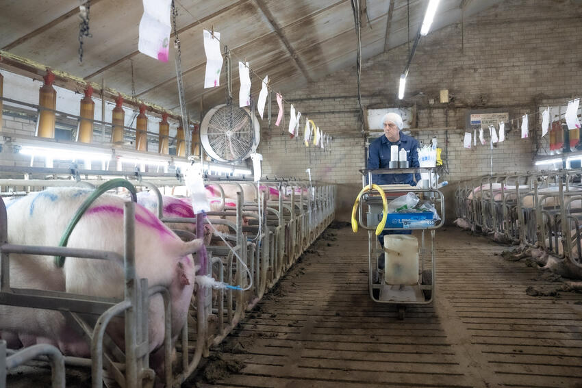 Insemineren van varkens