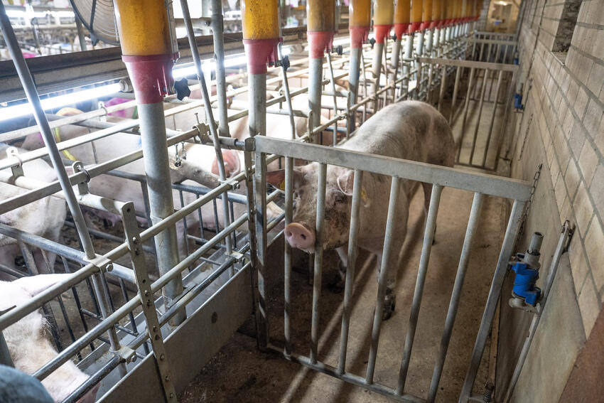 Insemineren van varkens