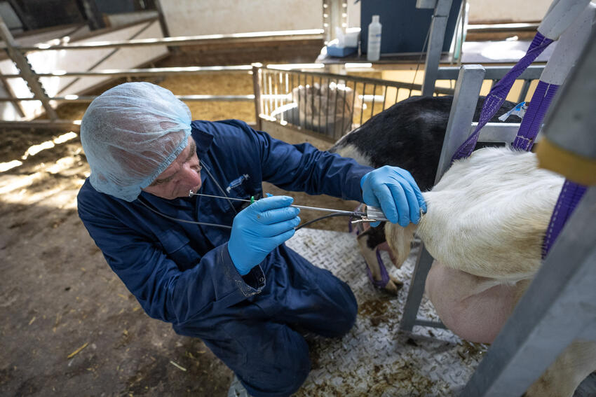 Insemineren van geiten